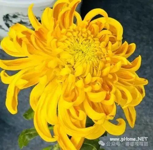 OOXX [ 走后门 ]，菊花会松掉吗？